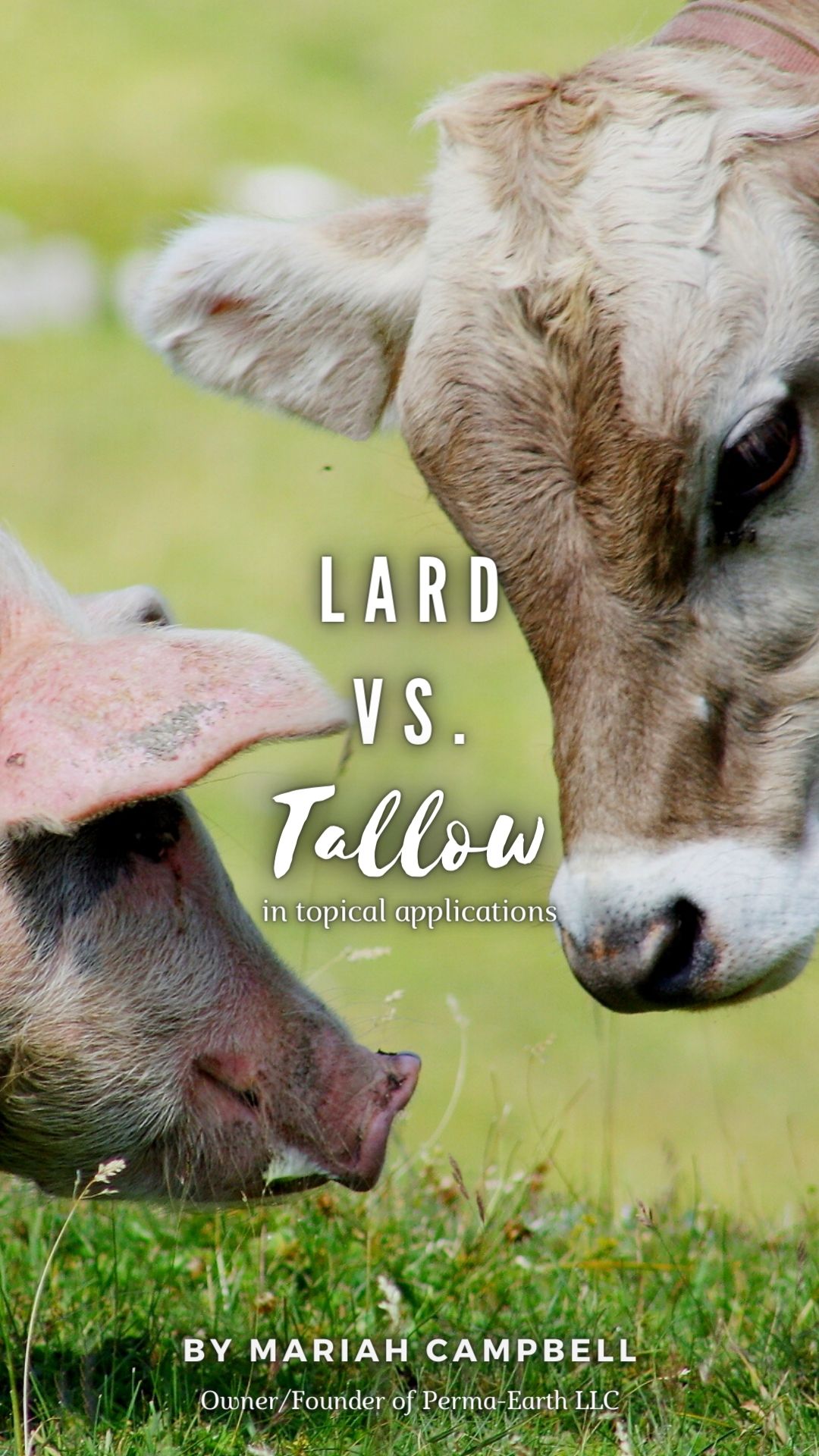 Tallow vs Lard: Comparing Animal Fats