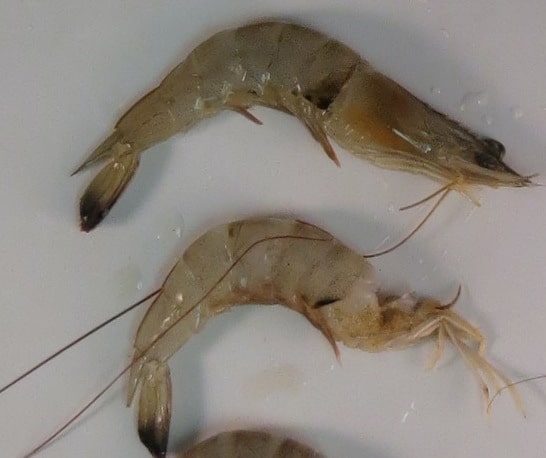 How to Tell If Shrimp Is Bad: Signs of Spoiled Shrimp to Watch For